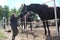 Russia,  a child boy stroking horses on a farm children and animals