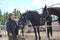 Russia,  a child boy stroking horses on a farm children and animals