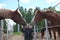 Russia,  a child boy stroking horses on a farm children and animals