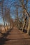 Russia, early spring, alley on a sunny day, tall trees