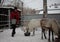 Russia,  a female cattle breeder on a farm feeds reindeer animals in winter