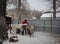 Russia, a female cattle breeder on a farm feeds reindeer animals in winter