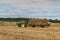 Russia. Gatchinsky district of the Leningrad region. August 28, 2021. A tractor takes away rolls of hay from the field.