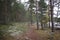 Russia, Karelia, lake Ladoga, Kojonsaari. pine thicket. Forest thicket, pine trees in the forest. Dark creepy pine forest. Mystic