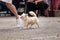 Russia Krasnodar 30.05.2021 dog show of all breeds. Miniature fluffy long haired white dog Chihuahua breed runs in ring at