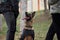 Russia, Krasnodar 31.01.2021 training of working dogs at the stadium. Belgian Shepherd Malinois rests after training. Dog stares