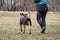 Russia, Krasnodar 31.01.2021 training of working dogs at the stadium. Belgian shepherd Malinois trains in walking nearby and