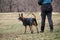 Russia, Krasnodar 31.01.2021 training of working dogs at the stadium. Belgian shepherd Malinois trains in walking nearby and