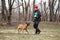 Russia, Krasnodar 31.01.2021 training of working dogs at the stadium. Belgian shepherd Malinois trains in walking nearby and