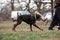 Russia, Krasnodar 31.01.2021 training of working dogs at the stadium. Brown Doberman with cropped ears and tail bites dogs sleeve