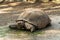 Russia. Krasnodarskiy kray. August 14, 2022. A large spur-bearing turtle in the Gelendzhik Safari Park.