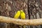 Russia. Krasnodarskiy kray. August 14, 2022. Yellow budgies in Gelendzhik Safari Park.