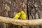 Russia. Krasnodarskiy kray. August 14, 2022. Yellow budgies in Gelendzhik Safari Park.