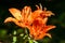 Russia. Kronstadt. June 18, 2021. Bright orange flowers of the lanceolate lily.