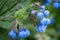 Russia. Kronstadt. June 5, 2020. Velvet blue comfrey flowers.