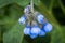 Russia. Kronstadt. June 5, 2020. Velvet blue comfrey flowers.