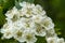Russia. Kronstadt. June 5, 2020. White flowers bloomed on the hawthorn bushes.