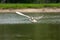 Russia near Moscow seagull catches fish from a pond on the fly