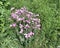 Russia, North Ossetia - Alania. Mamison gorge. Blooming of Linum hypericifolium