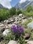 Russia, North Ossetia. Purple Campanula flowers in Tsey gorge in summer day