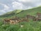 Russia, North Ossetia. Ruins of abandoned Ossetian villages in the Zrygskoye Gorge