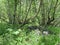 Russia, North Ossetia. Tsey gorge in sunny June day. Mixed forest along the ecological trail to the Tsey glacier