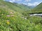 Russia, North Ossetia. The variety of flowers along the banks of mountain river Zrug in the summer