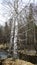 Russia road forest landscape spring birch