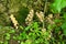 Russia. Russian forest. Flowers in the forest, very poisonous flowers near the tree.