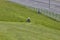 Russia, Saint-Petersburg, July 2019:lawnmower tractor works on a large area with lawn