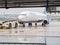 Russia, Sochi 02.11.2021. An airplane with the inscription pobeda stands on the runway with an airport tug on a rainy