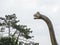 Russia, Sochi 14.03.2020. Dinosaur brachiosaurus statue head with a long neck next to a tree against the sky