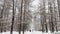 Russia, St. Petersburg, 04 December 2021: People walk during the snow and enjoy nature, Heavy snowfall in a wild park