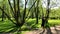 Russia, St.Petersburg, 26 May 2020: The young man makes morning jog in park, spring in a forest, long shadows of trees