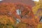 Russia, St. Petersburg, a bright autumn tree of orange and red colors, textured branches and foliage against the background of a r