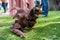 Russia, St. Petersburg, May 25, 2019: Event with dogs and their owners called Dachshund Parade. Costume procession, adorable doxie