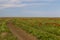 Russia. Steppe dirt road through a field of blooming wild tulips in Kalmykia