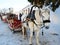 Russia,Suzdal,02.01.2022. Horses harnessed to a sleigh are waiting for people to ride on the Christmas holiday