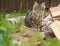 Russia, Syktyvkar, Komi Republic, firewood, domestic cat close-up, original small city of Russia