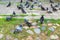 Russia, Uglich, July 2020. A flock of pigeons on the pavement near the old temple.