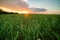 Russia Village Sunset Field Bright Sun Spring Wheat