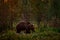 Russia wildlife. Brown bear walking in forest, morning light. Dangerous animal in nature taiga and meadow habitat. Wildlife scene