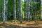 Russian birch forest in early autumn