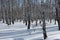 Russian birch forest in the winter, the tree trunks in the snow
