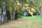 Russian birches in the background of the hedge in early autumn