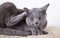 Russian Blue Cat