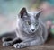 Russian Blue Cat