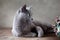 Russian Blue Cat