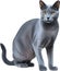 Russian Blue cat, Colored-pencil sketch of a Russian Blue cat. AI-Generated.