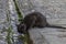Russian blue cat drinks from the historic gutter of Alhambra, Granada, Spain